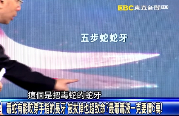 毒蛇有能咬穿手指的長牙 被拔掉也超致命？最毒毒液一克要價6萬！